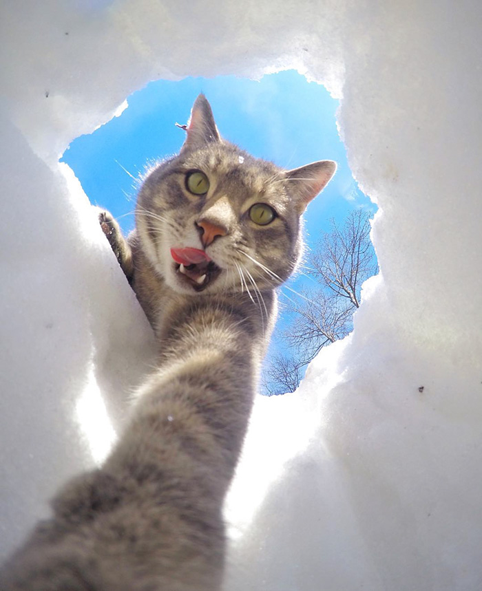 gato-manny-selfies-camara-gopro-2