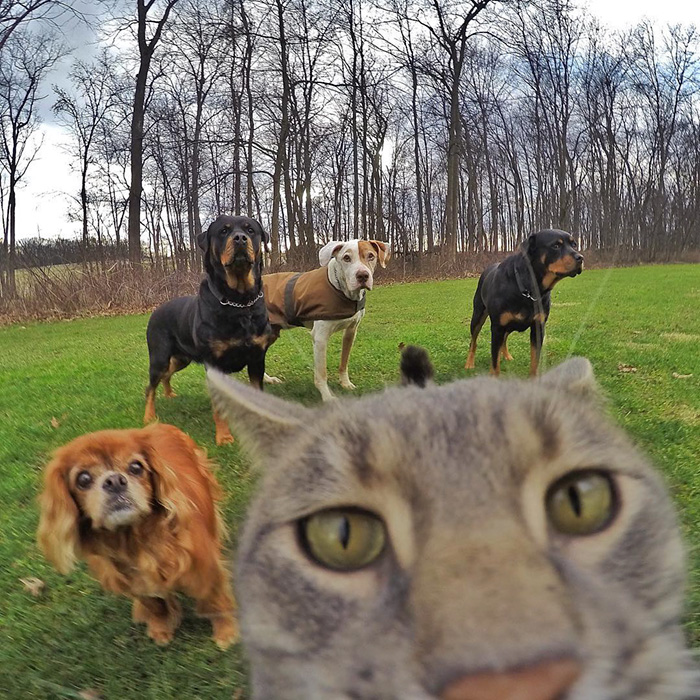 gato-manny-selfies-camara-gopro-8