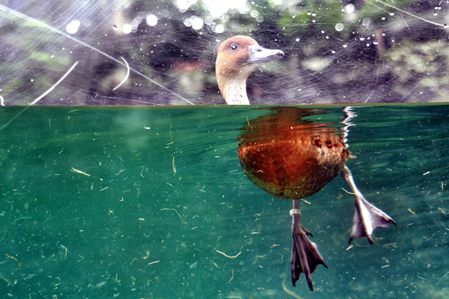 fotos-sobre-bajo-agua-18