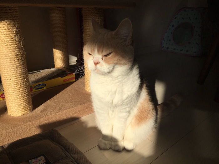 koyuki-gato-enfadado-japones-10