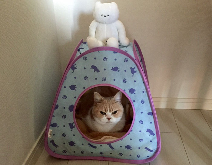 koyuki-gato-enfadado-japones-7