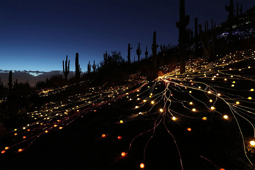 Jardín botánico del desierto de Arizona, EEUU2