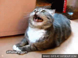 Ansioso_gato_gif